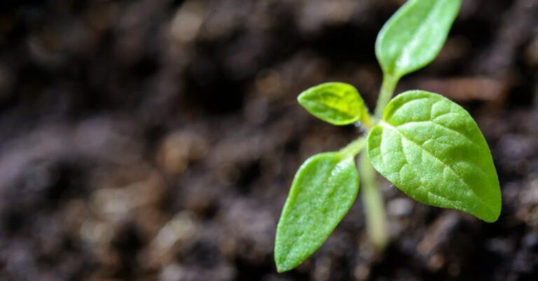 Growth - Closeup Photo of Sprout