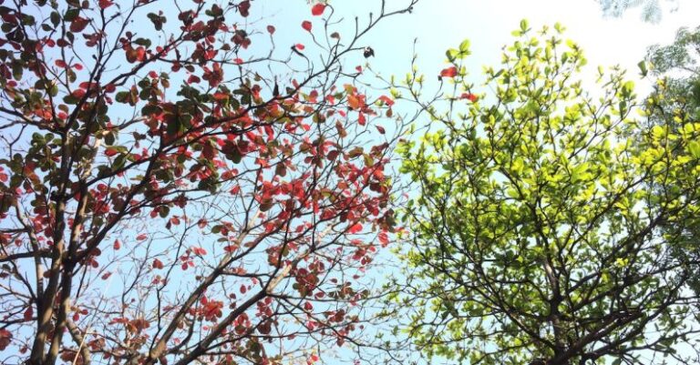 Change - Red and Green Tree Leaves on a Sunny Day