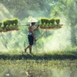 Culture - Man Carrying Yoke With Rice Grains