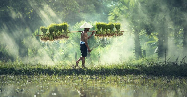 Culture - Man Carrying Yoke With Rice Grains